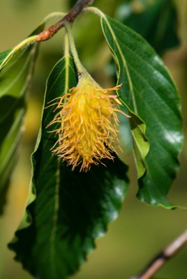 Fagus grandifolia 'Caroliniana' - buk velkolistý - plod